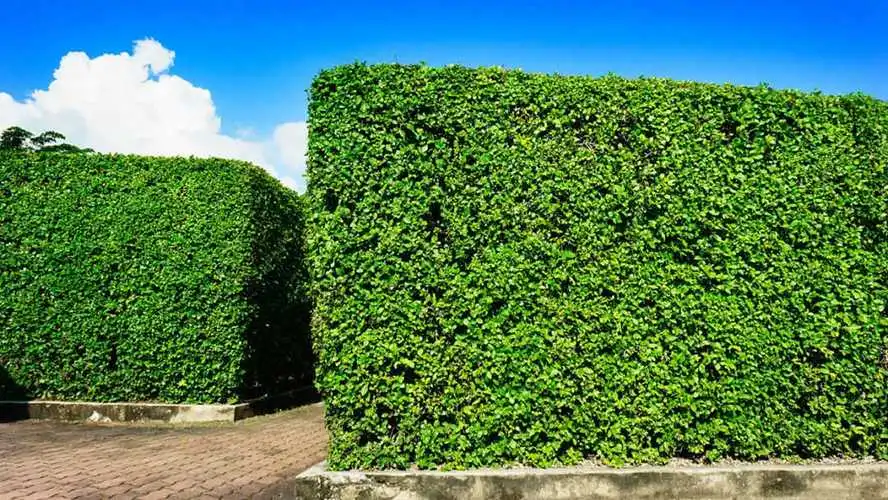 新沂市园林绿化工程