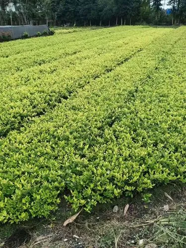 现代山水园林景观设计